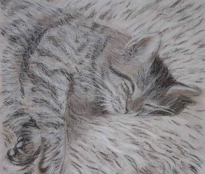 Buntstiftportrait einer Katze